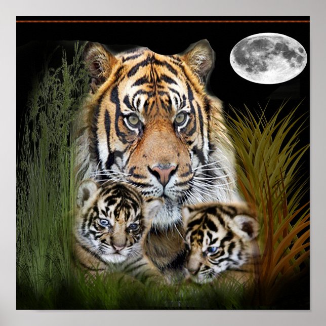 Poster Tigre (Frente)