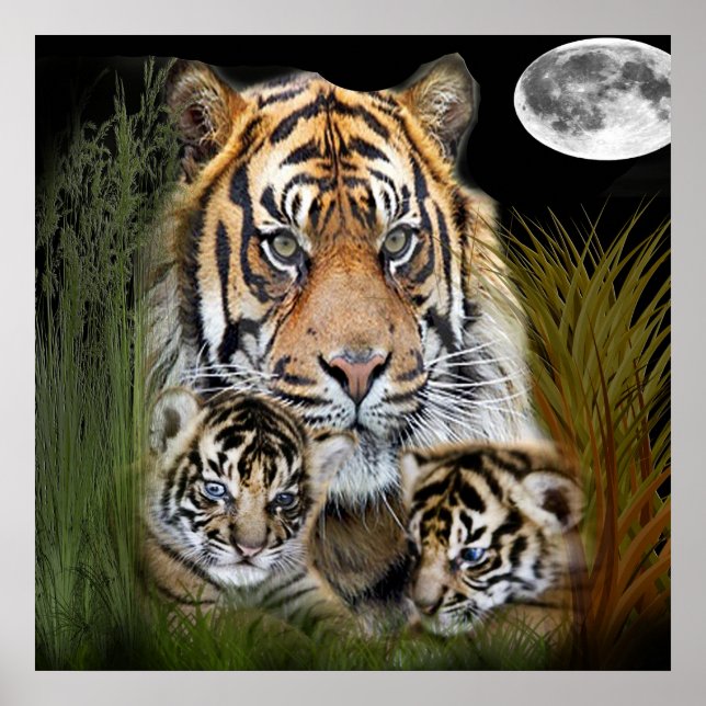 Pôster Tigre (Frente)