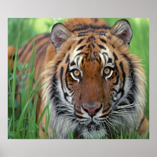 Poster Tigre (Frente)