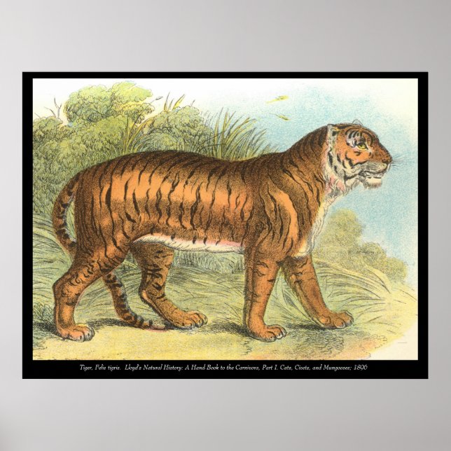 Poster Tigre (Frente)