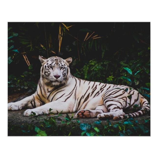 Pôster Tigre (Frente)