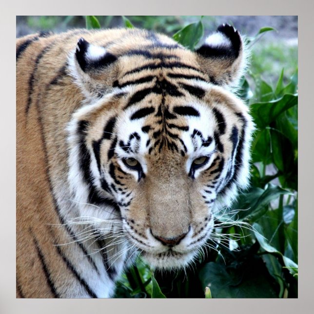 Poster Tigre Asiático (Frente)