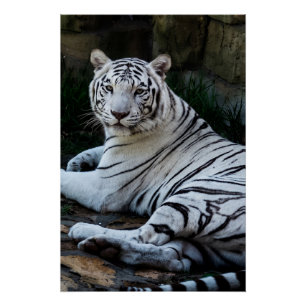 Pôster Tigre-bengala Branco Majestoso
