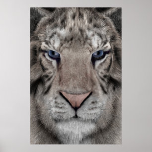 Poster Tigre Branco