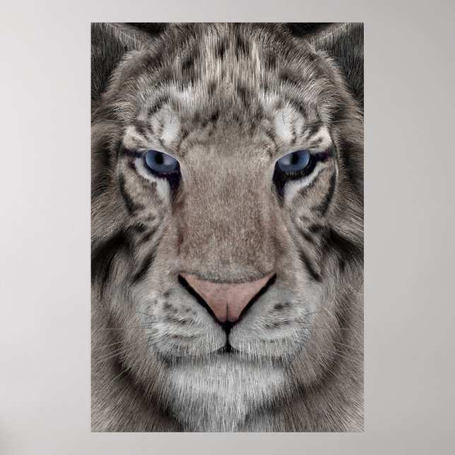 Poster Tigre Branco (Frente)