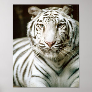 Pôster Tigre branco