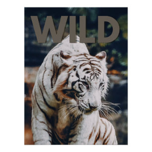 Pôster Tigre branco