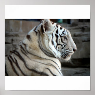Poster Tigre Branco