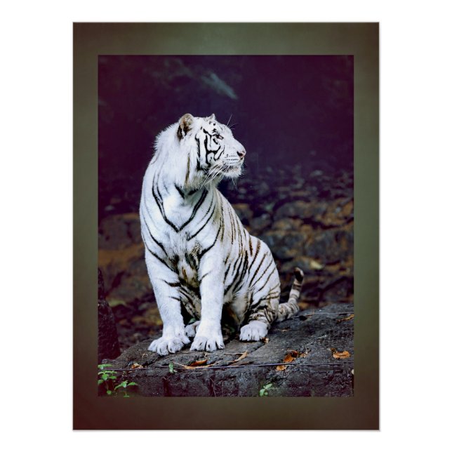 Pôster Tigre branco (Frente)