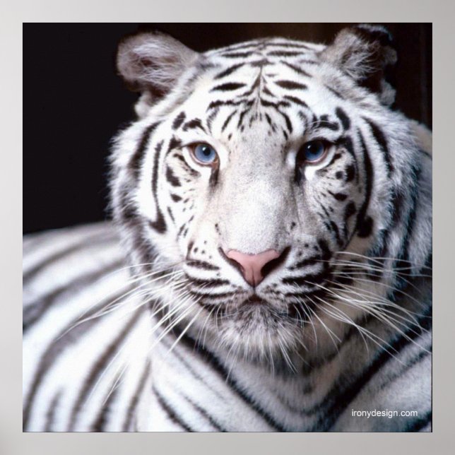 Pôster Tigre Branco de Bengala (Frente)