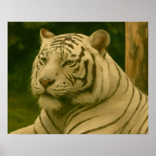 Poster Tigre Branco Descendo em Woodland Shade