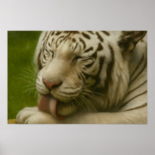 Poster Tigre Branco no Ritual de Alinhamento Privado