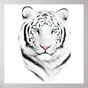 Poster Tigre branco Siberian