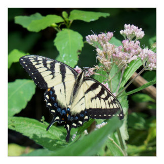 Pôster Tigre canadense Swallowtail