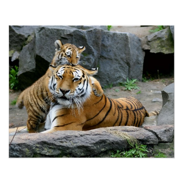 Pôster Tigre Com Filhote (Frente)