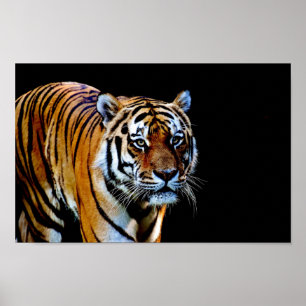 Poster Tigre com Fundo Preto