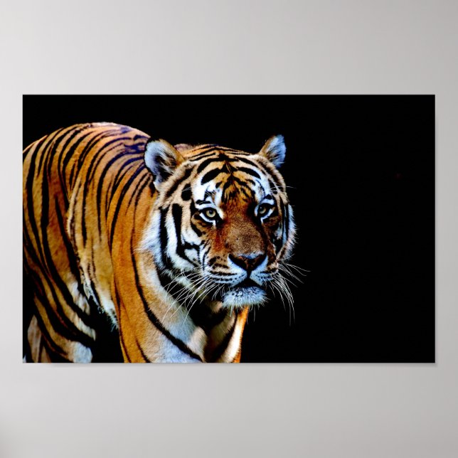 Poster Tigre com Fundo Preto (Frente)