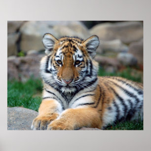 Poster Tigre Cub grande