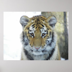 Pôster Tigre Cub no fim da neve acima do retrato