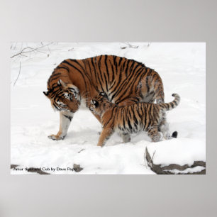 Poster Tigre de Amur e Cub, tigre de Amur e Cub por Dave