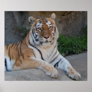 Pôster Tigre de Bengal bonito