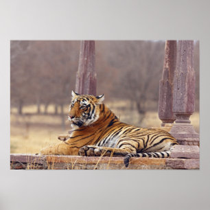 Poster Tigre de Bengal real no ceaph,