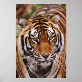 Pôster Tigre-de-bengala, Panthera tigris