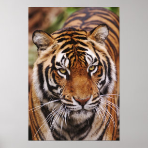 Pôster Tigre-de-bengala, Panthera tigris