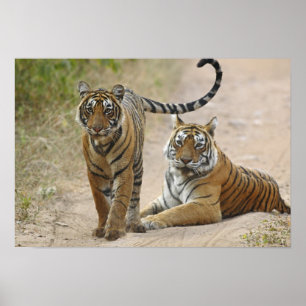 Poster Tigre-de-bengala-real e filhote, Ranthambhor