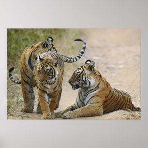 Poster Tigre-de-bengala-real e filhotes, Ranthambhor