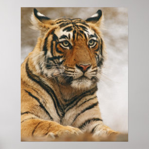 Pôster Tigre-de-bengala-real sobre a rocha, Ranthambhor