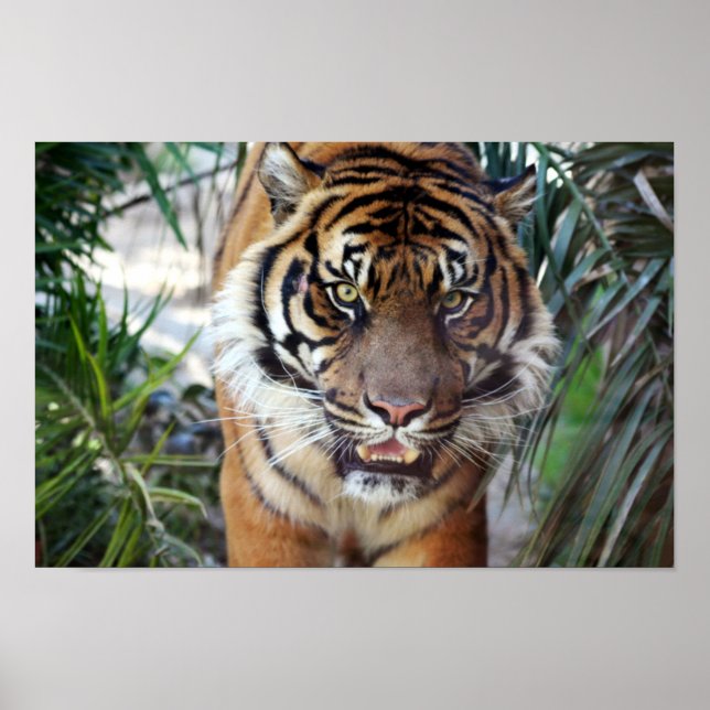 Pôster Tigre de Estalagem (Frente)