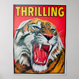 Poster Tigre de excitação