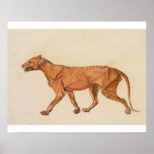 Pôster Tigre de George Stubbs  , vista lateral, pele