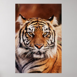 Pôster Tigre-de-sumatra