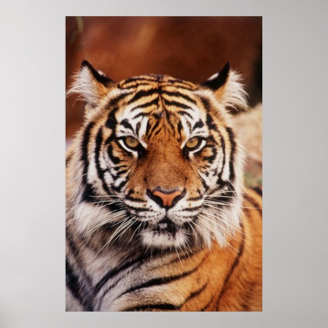 Pôster Tigre-de-sumatra (Frente)