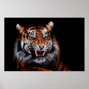 Poster Tigre de Sumatran (Panthera tigris sumatrae) Beaut