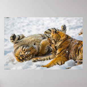 Pôster Tigre do nordeste