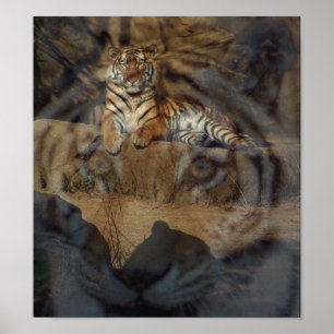 Poster Tigre Doubletake