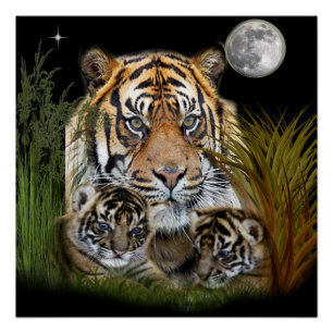 Pôster Tigre e Cubs