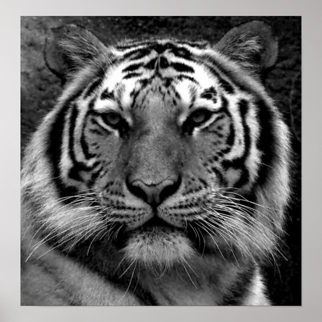 Poster Tigre em preto e branco (Frente)