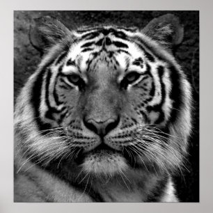 Poster Tigre em preto & no branco