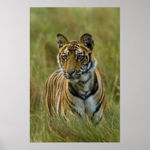 Poster Tigre fêmea de Mirchaini Cub (Bandhavgarh, India)