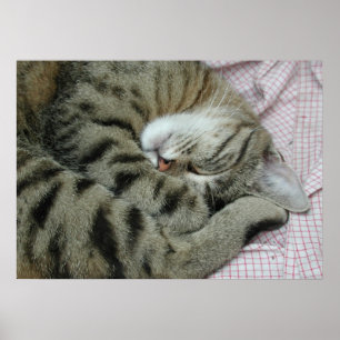 Pôster Tigre-Gato Dormente