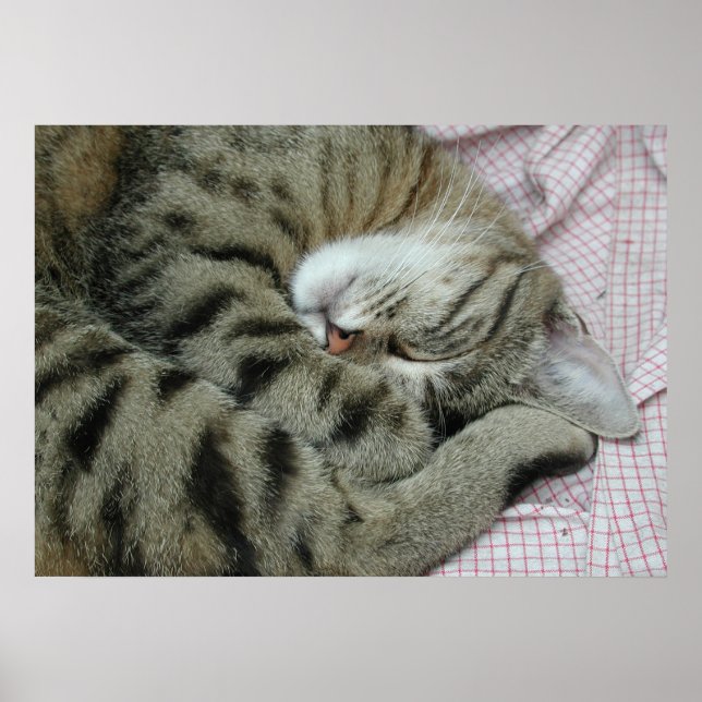 Pôster Tigre-Gato Dormente (Frente)