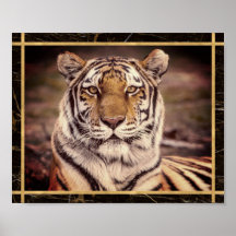 Tigre Grande Felino Foto Imagem Cartaz de Impressã
