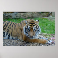 Tigre hipnótico