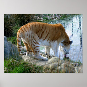 Poster Tigre Indiano