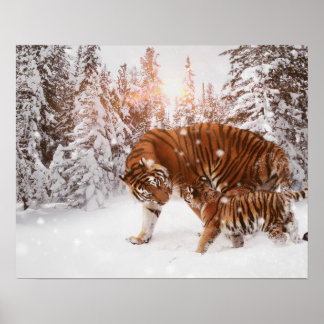 Poster Tigre mãe e filho
