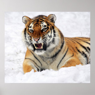 Poster Tigre Mostrando Suas Presas Enquanto Está Neve